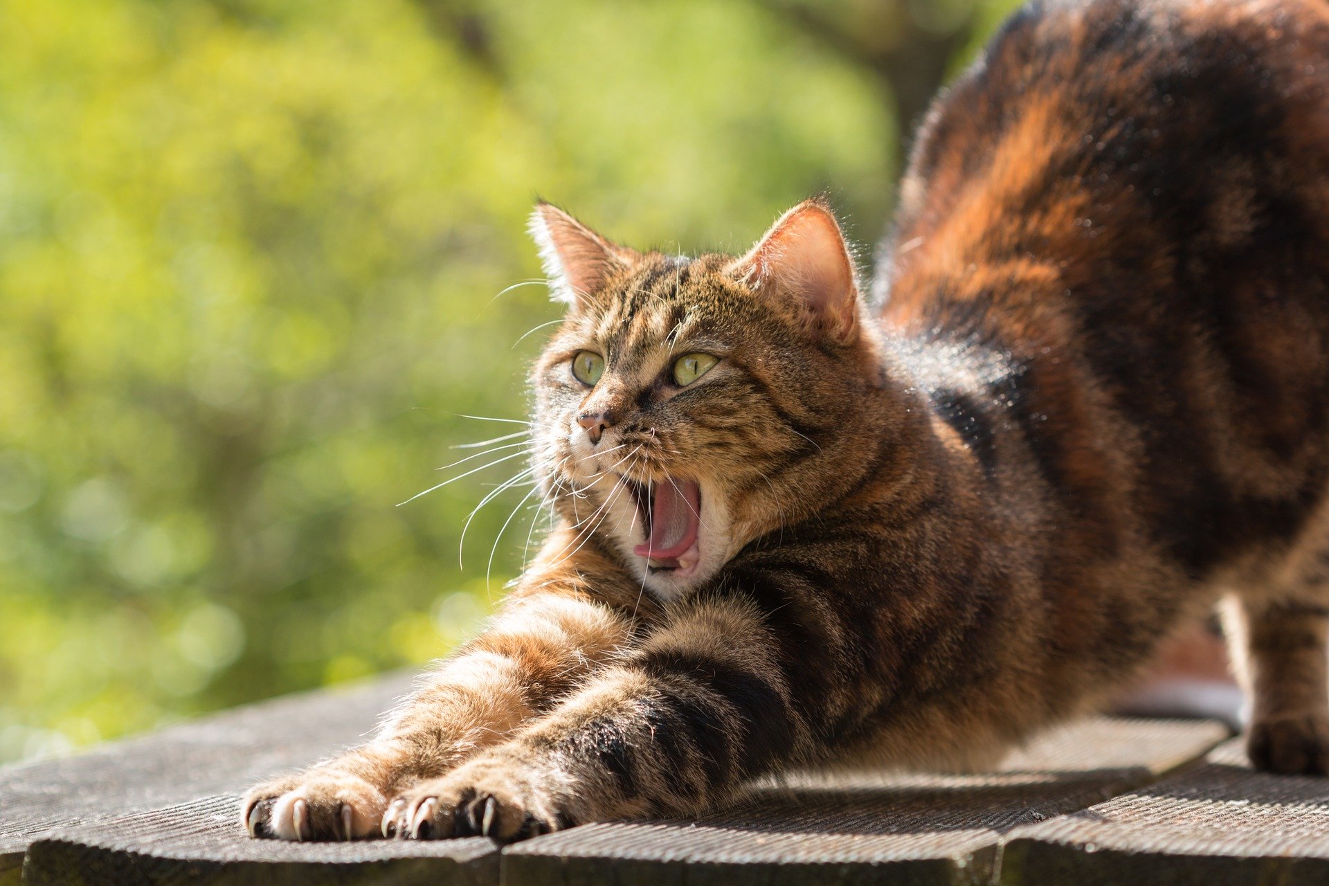 cat-814952_1920.jpg